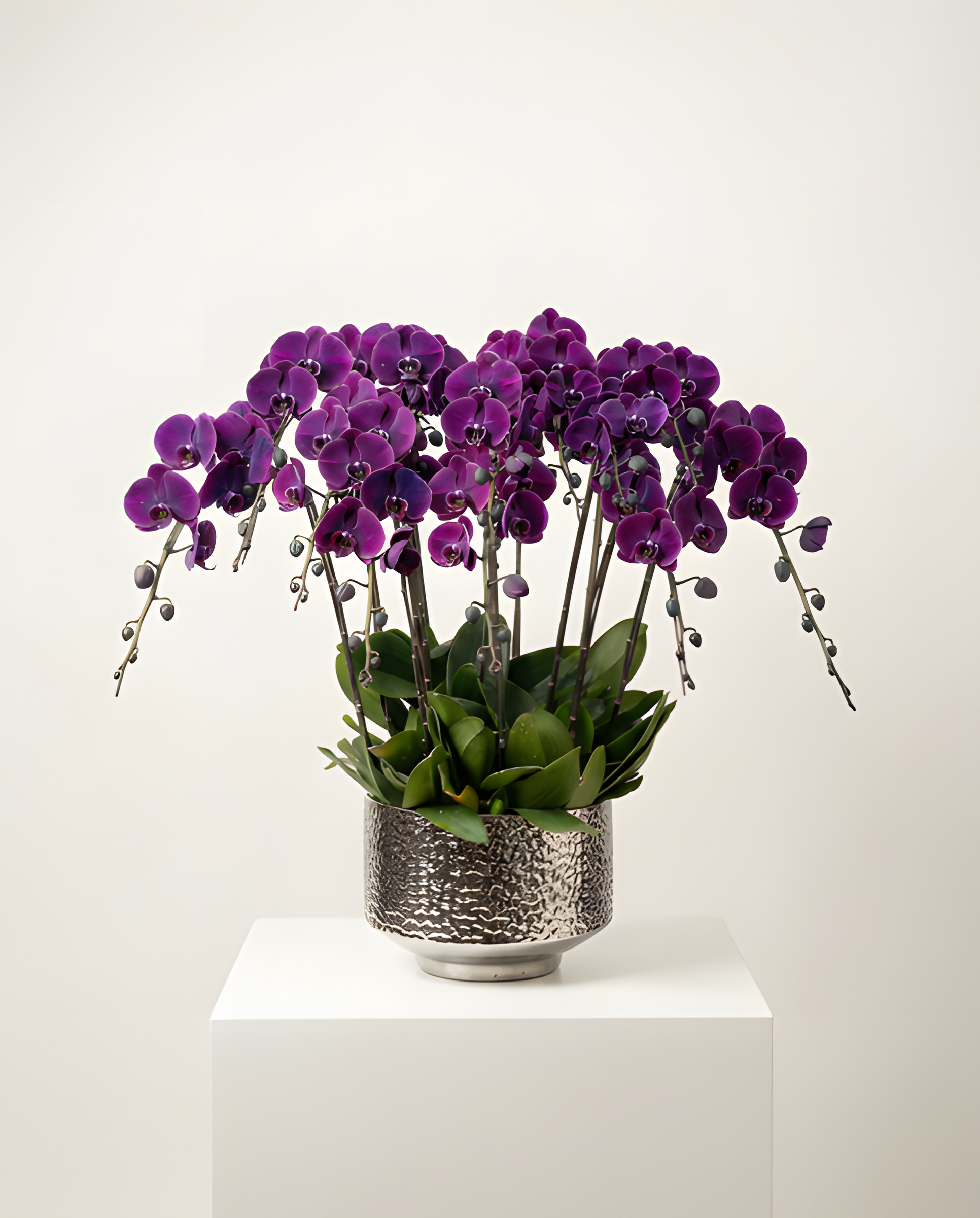 黑珍珠蝴蝶蘭・奢華型格新年蘭花盆栽