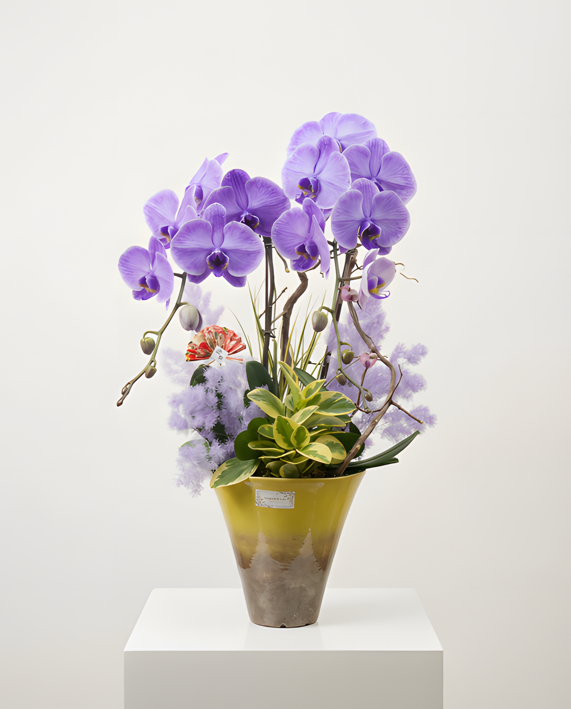 紫氣東來・日式陶盤蘭