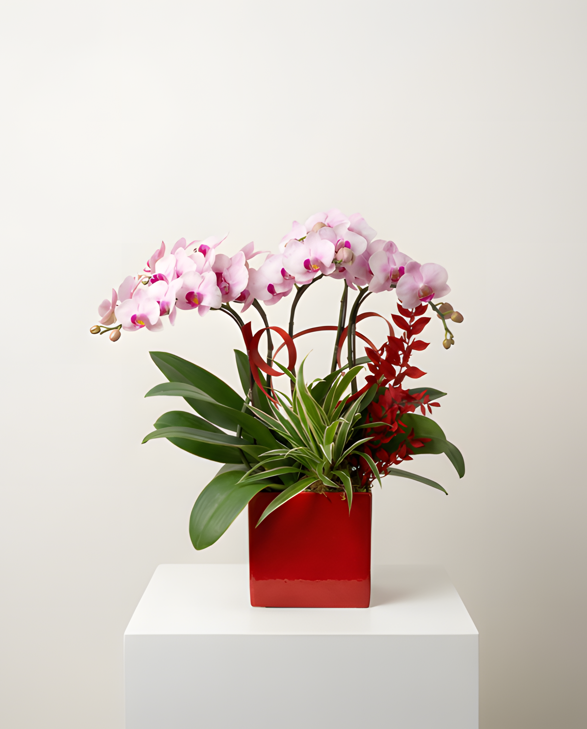 紅運當頭・朱紅方盆蘭