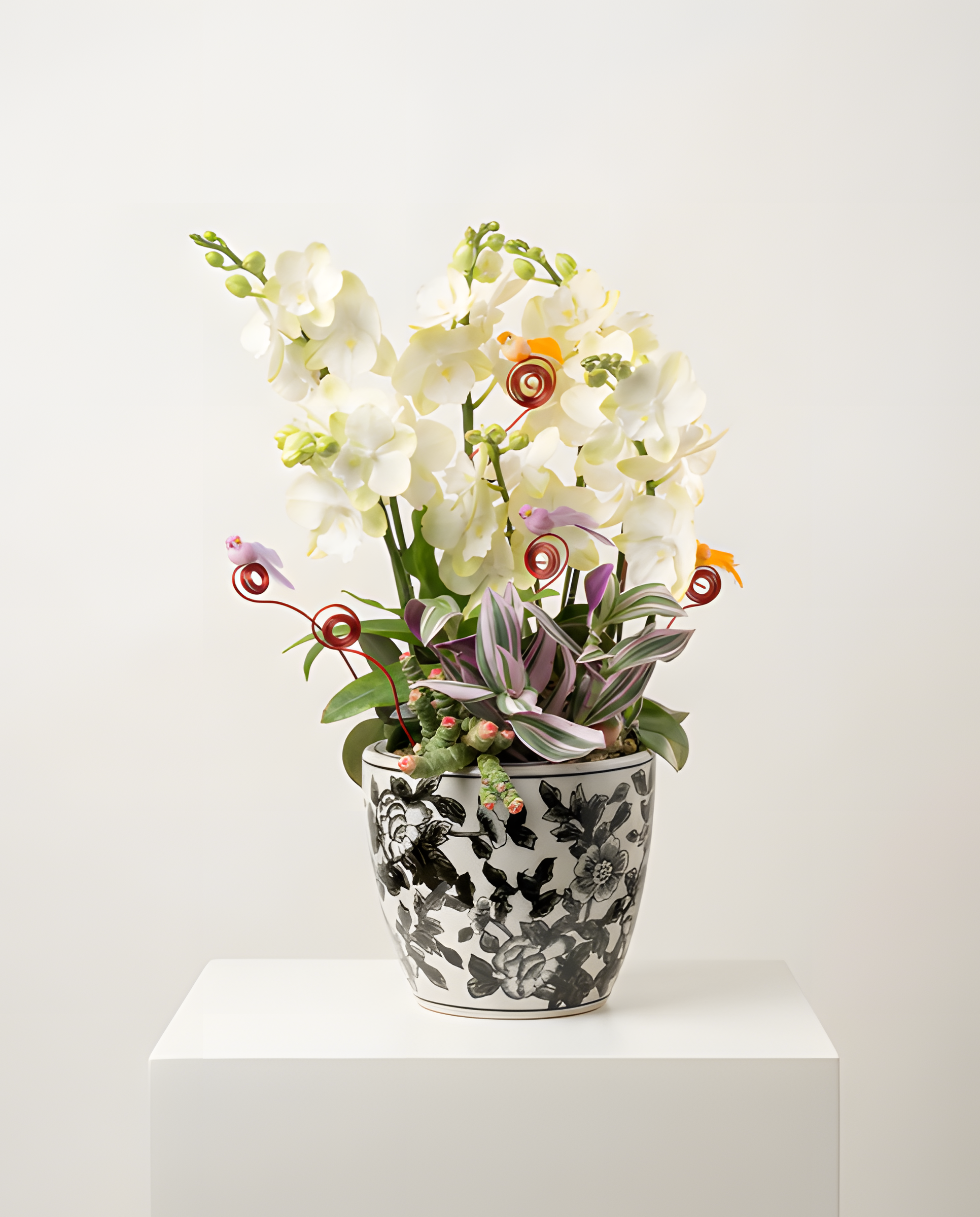 冰清玉潔・青花瓷雀蘭