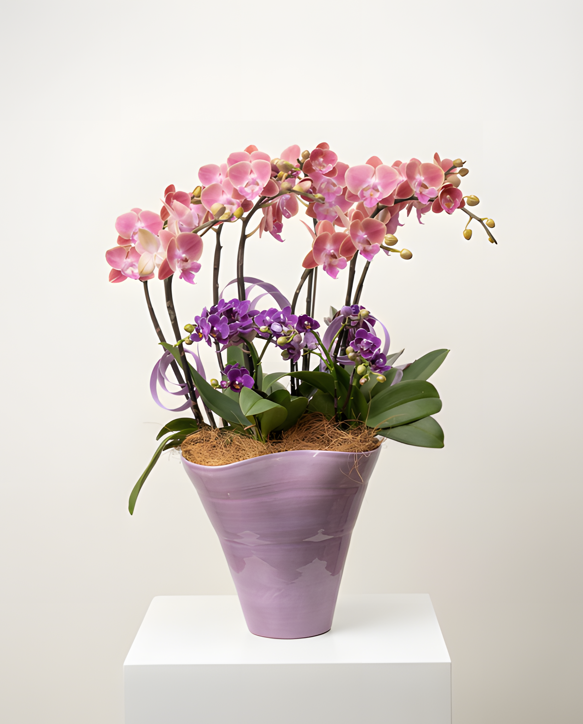 嬌豔奪目・紫焰漸層蘭