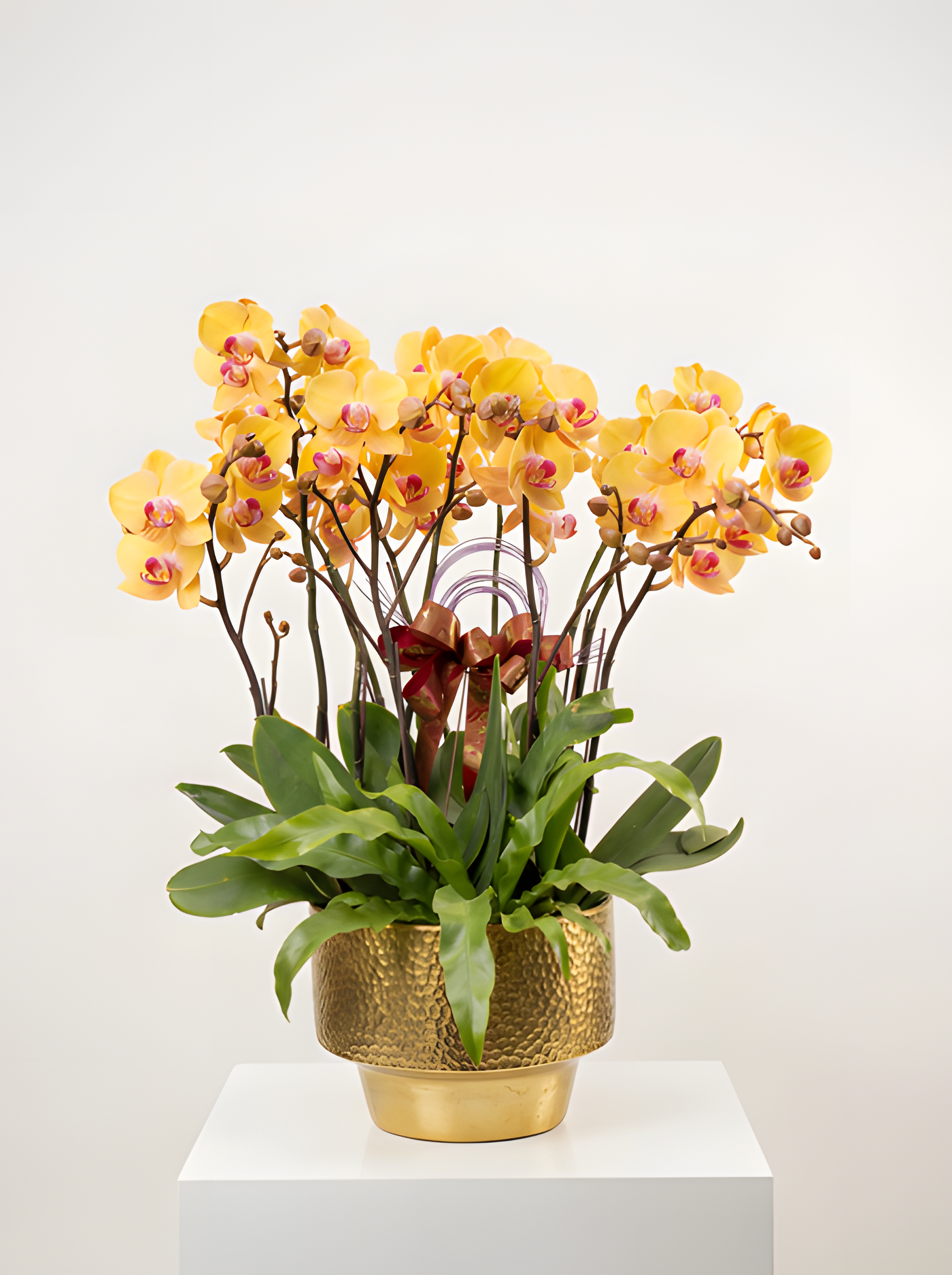 金玉滿堂・吉祥燦金蘭(十菖)