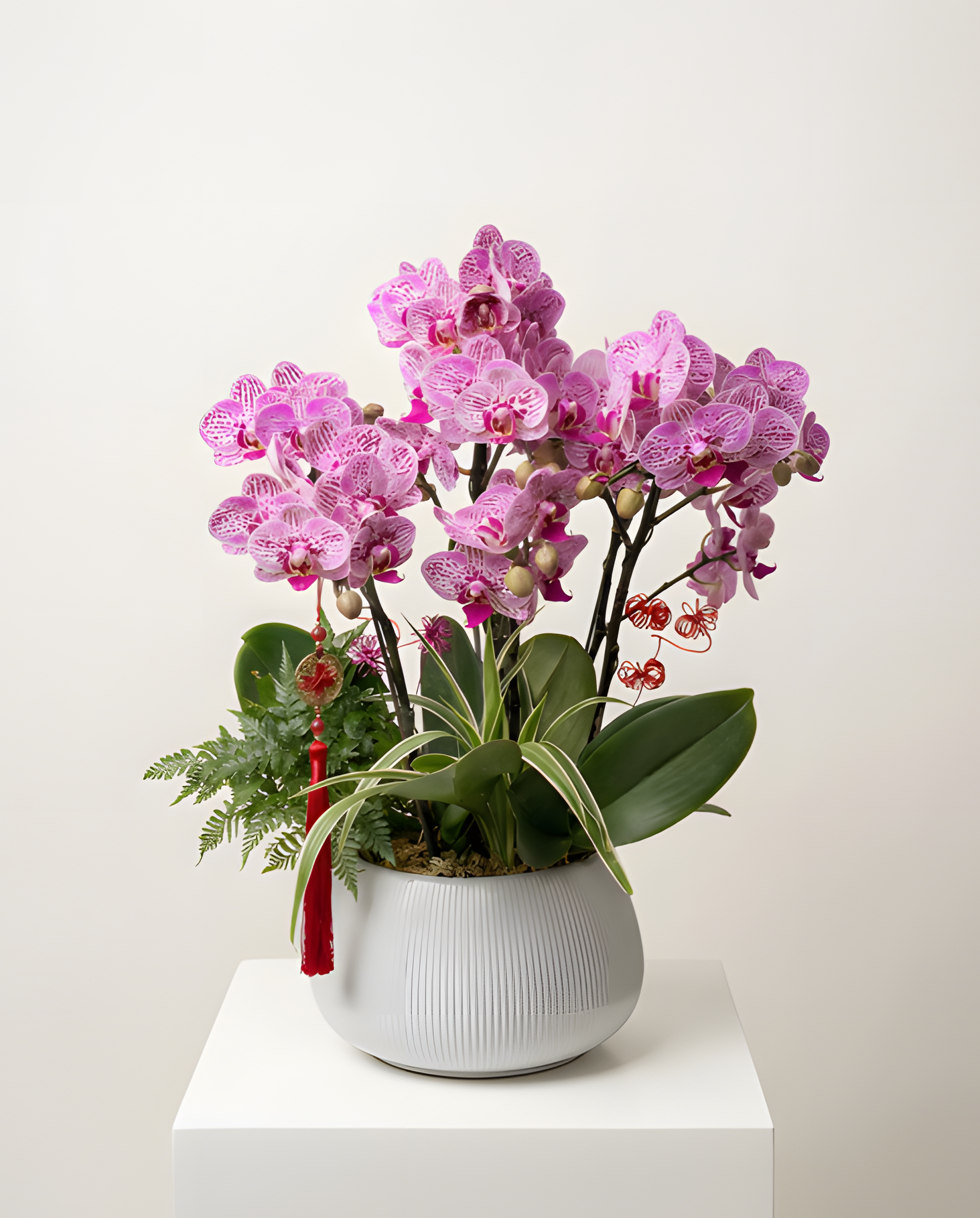 紫氣東來・雅緻紫蘭