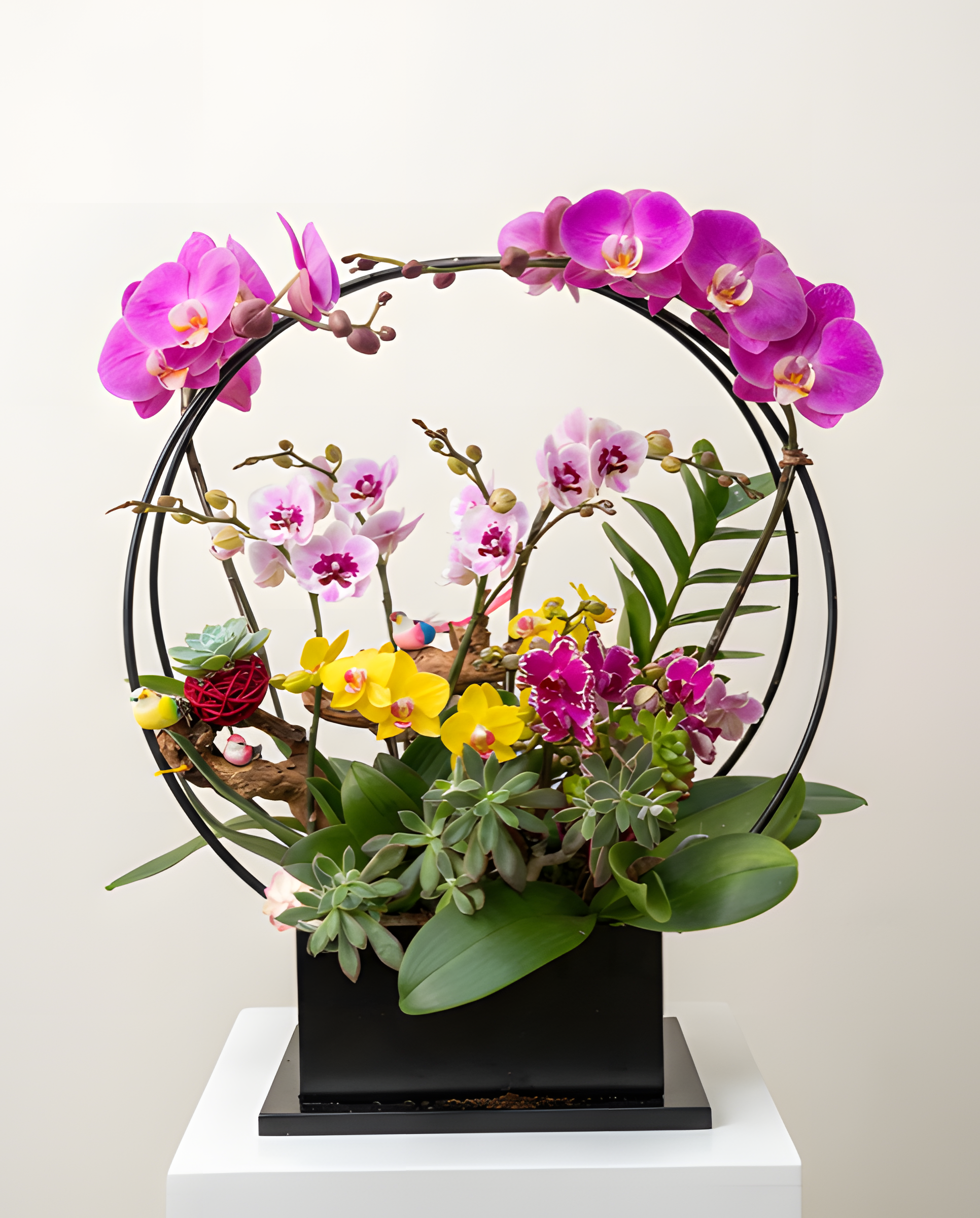 花好月圓・錦繡雙色蘭