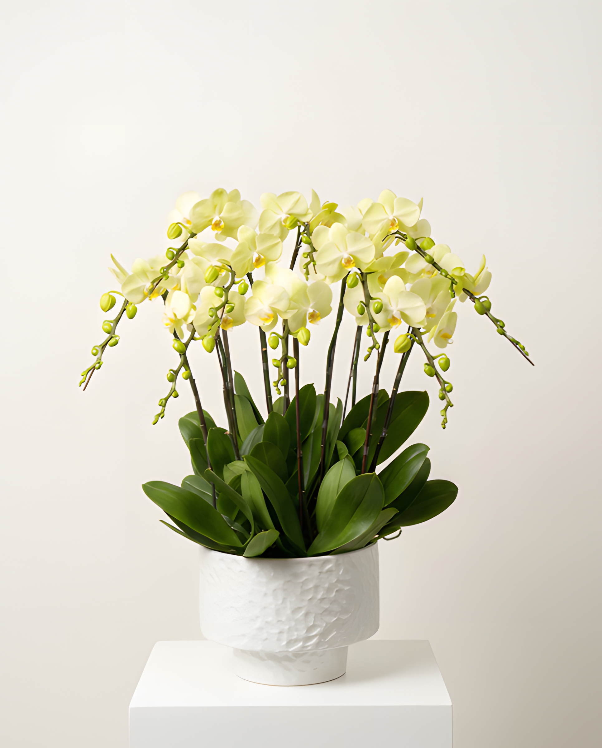 翡翠如意・清新綠蘭